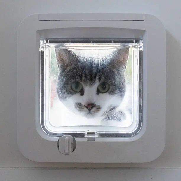 Photo of Cat peering through a cat flap from outside
