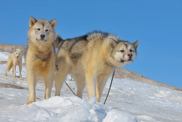 View of husky dog lying on snow with hidden mouth under tail