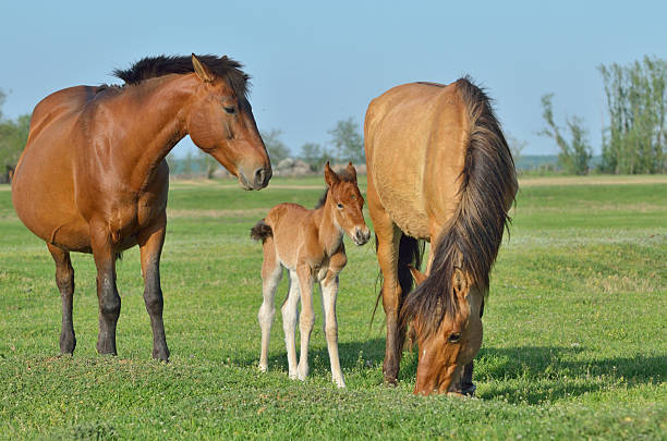 istock Horses family in a meadow 627400214