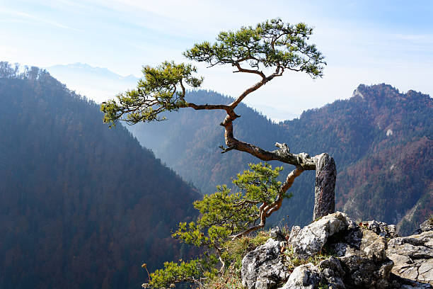 istock Old relic pine on Sokolica mountain 627401562