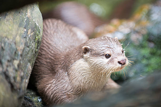 istock Otter looks out from Trees 627414446