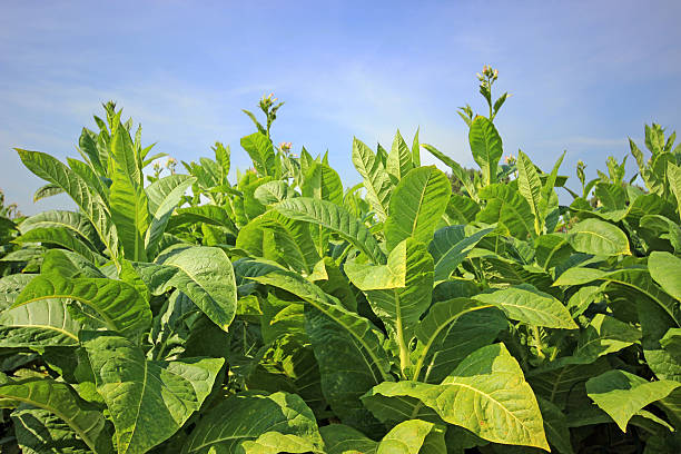 istock Tobacco field 627414714