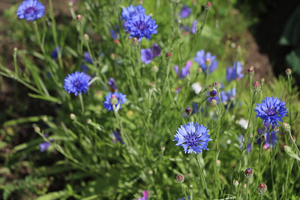 istock Cyanus segetum blooming in summer 627414716