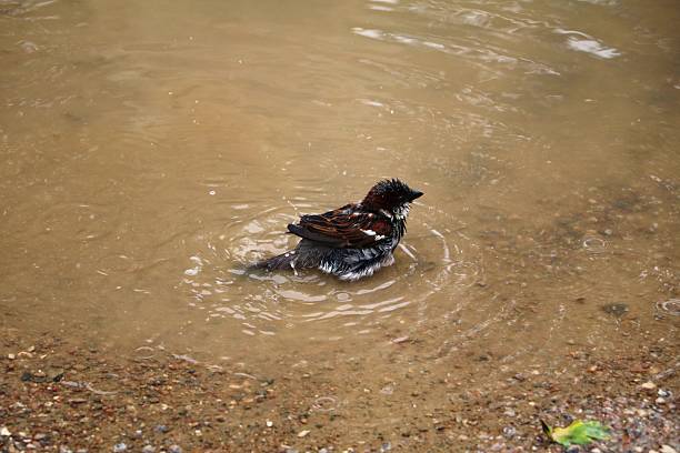 istock Passer domesticus refreshes itself in a rainwater puddle 627415030