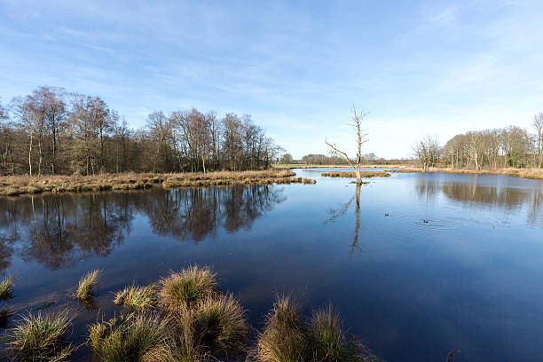 istock Tranquil Water at Lake De Witt / Germany 627415762