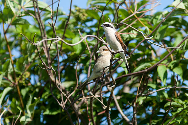 istock Lanius collurio. the Common Shrike in nature. 627416222