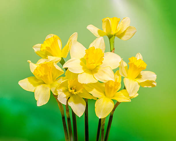 istock Yellow daffodils (narcissus) flowers, close up, bokeh background 627416772