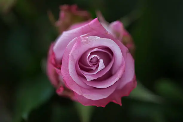 Pink rose buds on the rosebush in natural light