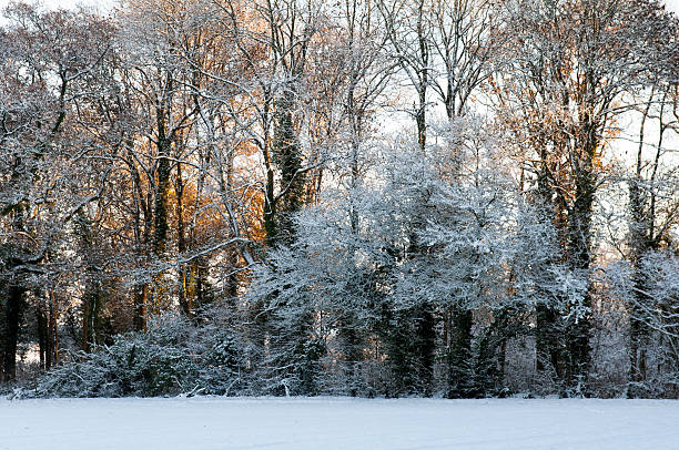 Snow-covered woodland trees Winter snow dusts trees in a traditional English woodland copse in the Blackmore Vale district of Dorset. blackmore vale stock pictures, royalty-free photos & images