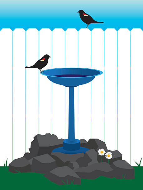 illustrazioni stock, clip art, cartoni animati e icone di tendenza di backyard uccello vasca da bagno - birdbath