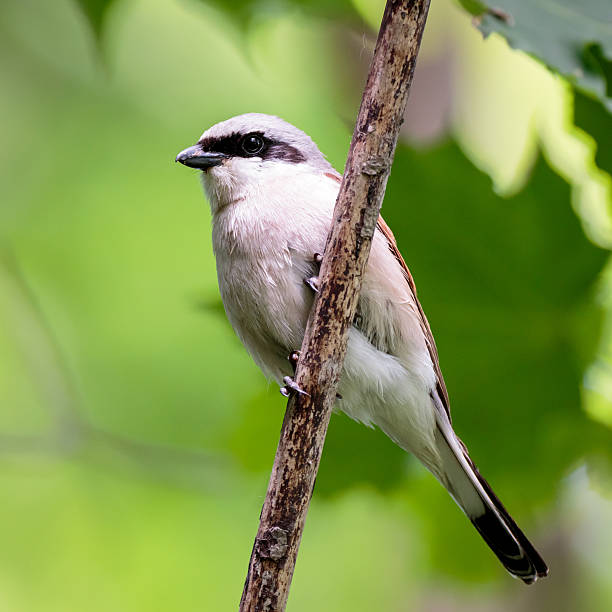istock Lanius collurio. Common Shrike in nature. 627425968