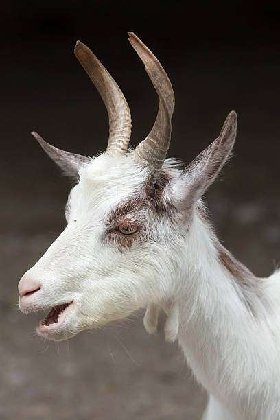 istock Girgentana goat (Capra aegagrus hircus) 627425998