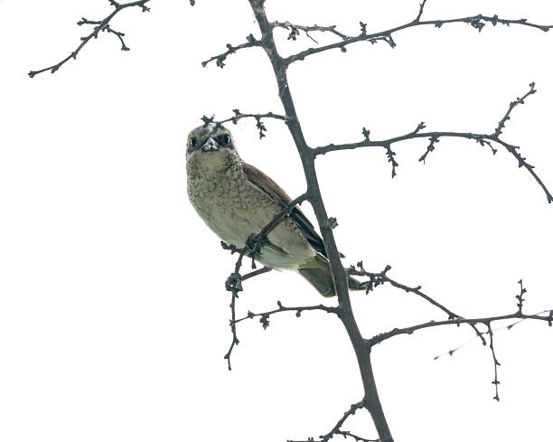 istock Lanius collurio. Common Shrike in nature. 627426464