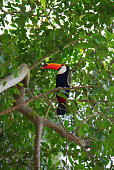 bunte-tucan.jpg?b=1&s=170x170&k=20&c=LM3UWXBOkvxDgD1OErLWFgfhzcmx6jvN6840Hh9cH2E=