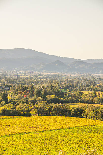 winnice w: napa valley - vineyard napa valley california vertical zdjęcia i obrazy z banku zdjęć