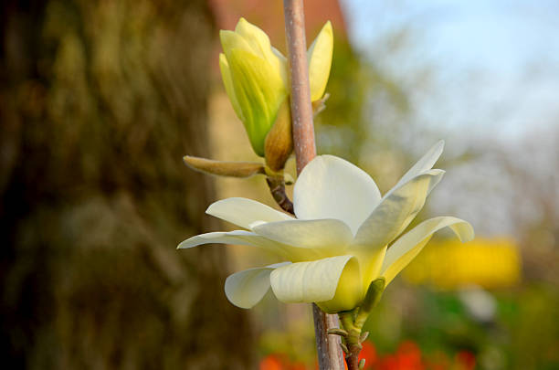 Beautiful Magnolia yellow bird
