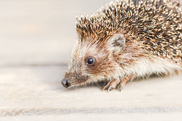 istock Small Funny Hedgehog On Wooden Floor 627429268