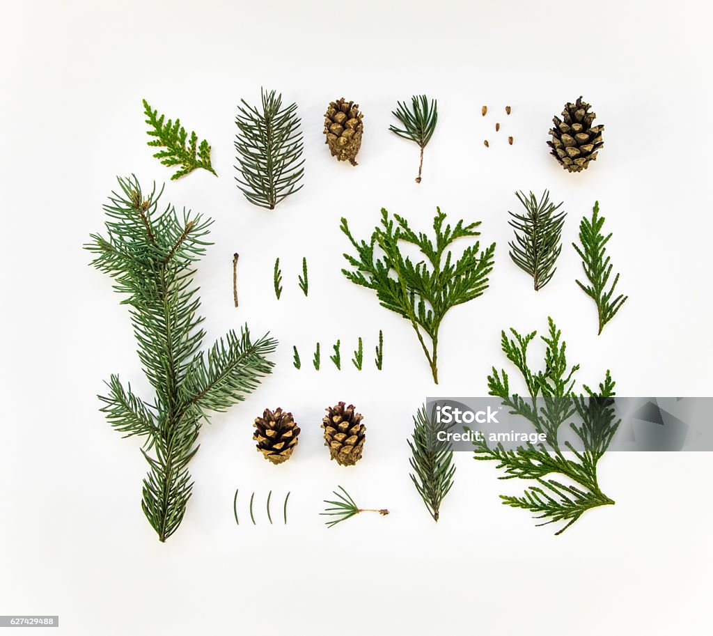 Natural layout of winter plants on white background. Flat lay Creative natural layout of winter plants on white background. Thuja, fir tree needles, branches and cones. Botanic creative set of plants. Flat lay, top view Pine Tree Stock Photo