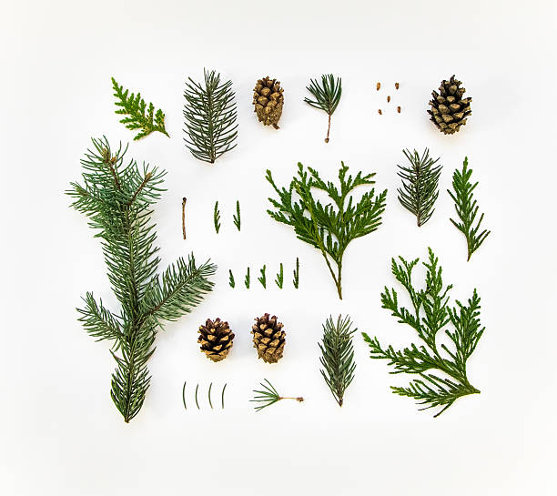Natural layout of winter plants on white background. Flat lay Creative natural layout of winter plants on white background. Thuja, fir tree needles, branches and cones. Botanic creative set of plants. Flat lay, top view needle plant part stock pictures, royalty-free photos & images