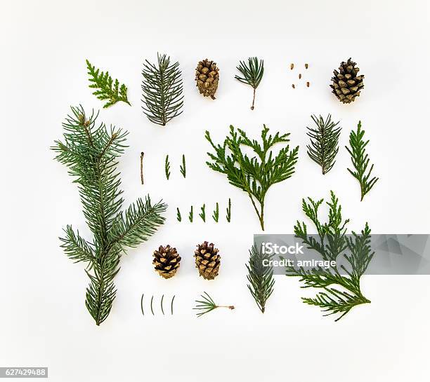 Natural Layout Of Winter Plants On White Background Flat Lay Stock Photo - Download Image Now