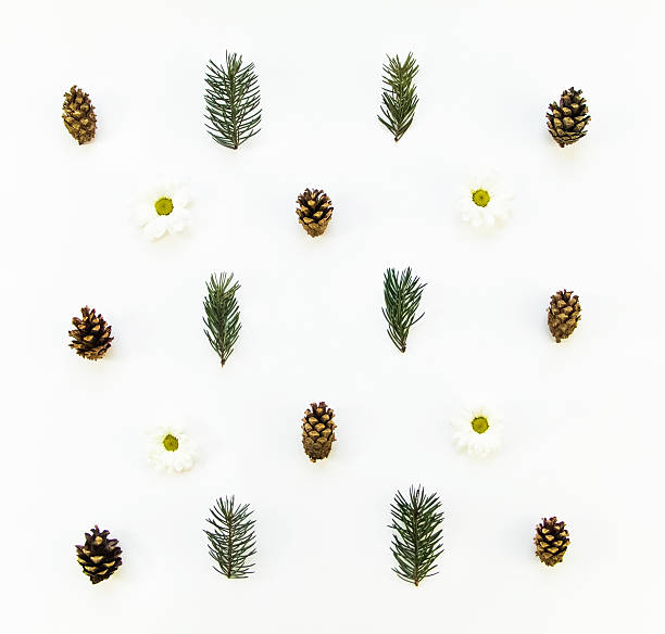 istock Natural pattern of winter plants on white background. Flat lay 627429524