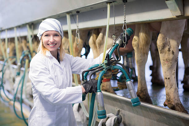 istock Farmer in barn with cow milking machines 627429820