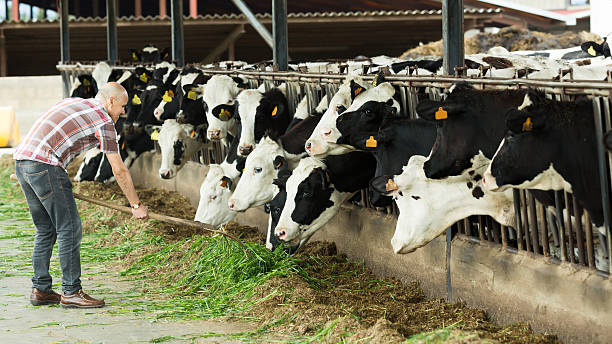 Farmer feeding cows with grass in farm