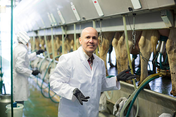 istock Farm staff  with cow milking machines 627429950
