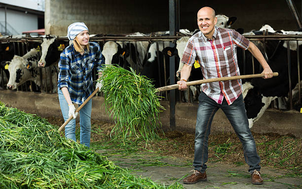 istock Employees working in livestock barn 627430188