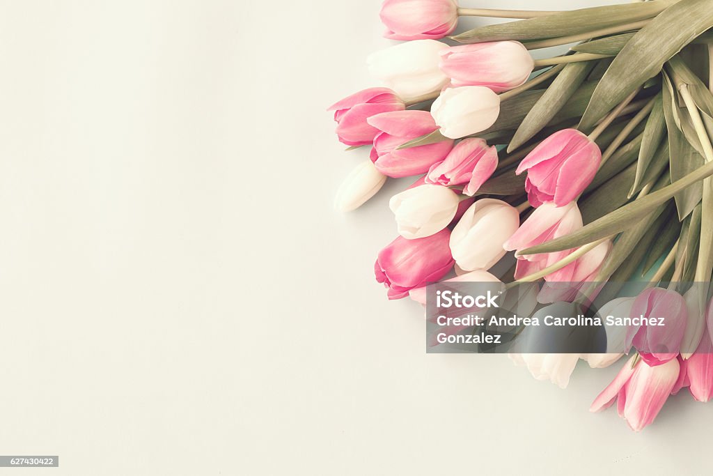 Pink tulips Vintage pink tulips Horizontal Stock Photo