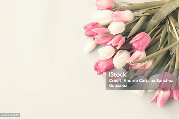 Pink Tulips Stock Photo - Download Image Now - Horizontal, Nature, No People
