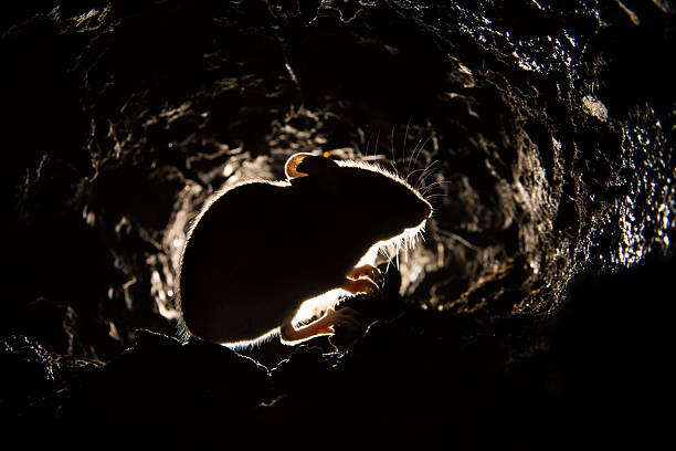 Wood Mouse (Apodemus sylvaticus)  Wood Mouse (Apodemus sylvaticus) wild mouse stock pictures, royalty-free photos & images