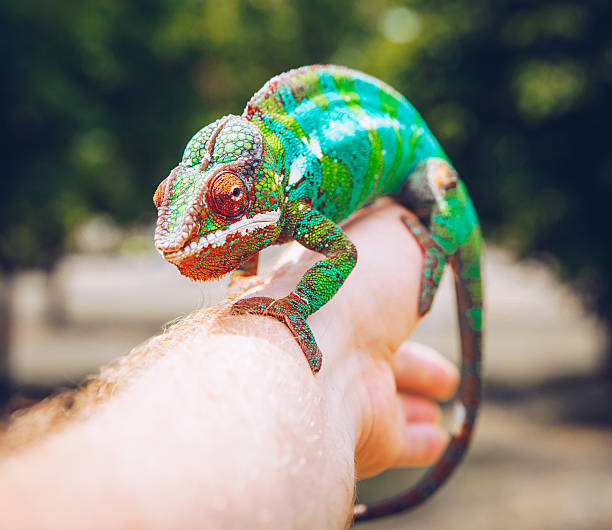 istock colorful panther chameleon sitting on a palm 627432366