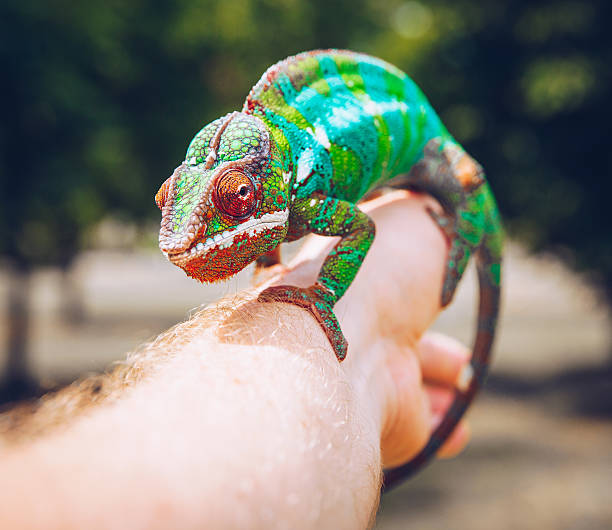 istock colorful panther chameleon sitting on a palm 627432414