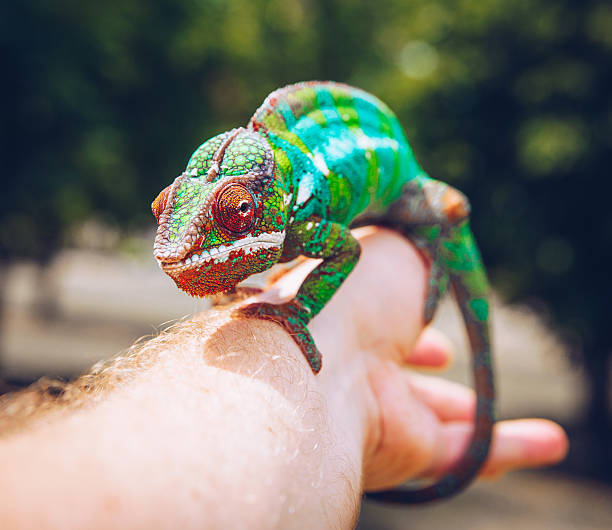 istock colorful panther chameleon sitting on a palm 627432460