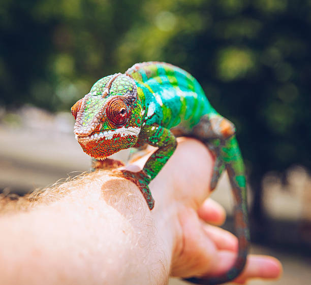 istock colorful panther chameleon sitting on a palm 627432518
