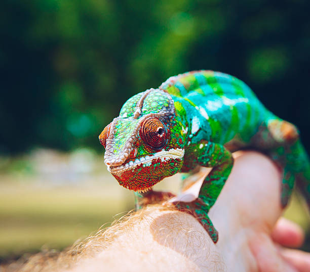 istock Bright and colorful panther chameleon sitting on a palm 627441646