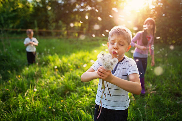 Kids enjoying spring in dandelion field Little girl is and her brothers are playing in the spring. Kids are picking up dandelions and blowing. The girl is aged 10 and the boys are aged 6.  pollen photos stock pictures, royalty-free photos & images