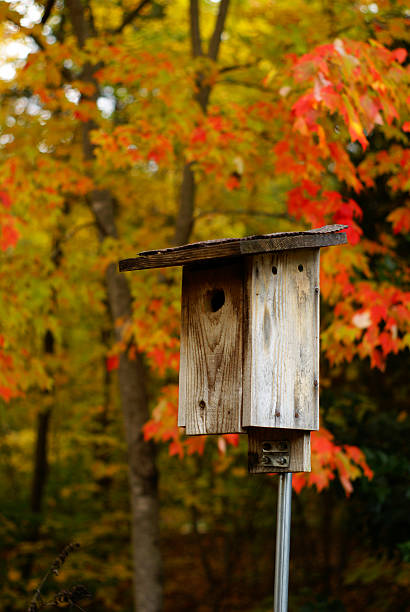 istock Birdhouse in the woods in fall 627442672
