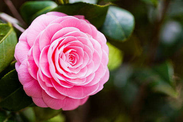 zbliżenie różowej kamelii - camellia day nobody single flower zdjęcia i obrazy z banku zdjęć