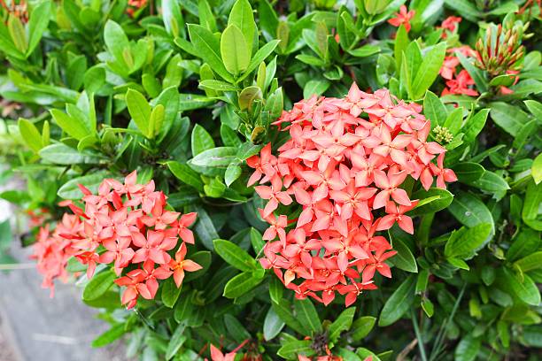 istock red flower spike Rubiaceae Ixora coccinea 627443494