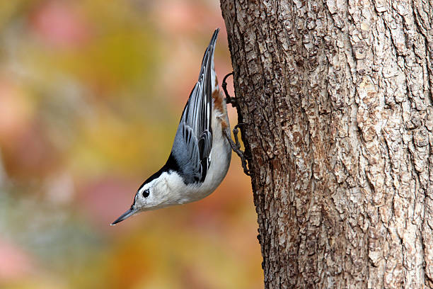 Perching Nuthatch stock photo