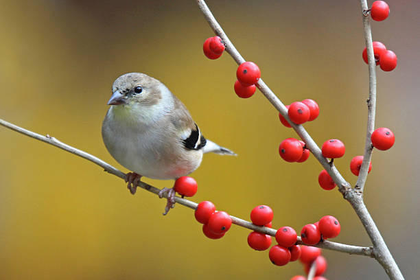 Fall Goldfinch An American goldfinch perching on winterberry in the Fall. winterberry holly stock pictures, royalty-free photos & images