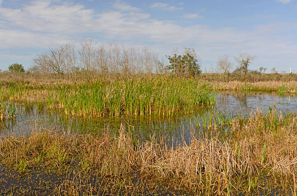 istock Wetland Pond in the Bayou 627445072
