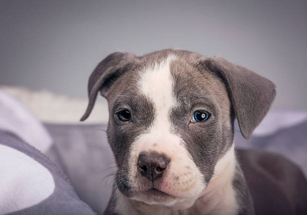 Puppy of American Pitbull posing to first photo session.
