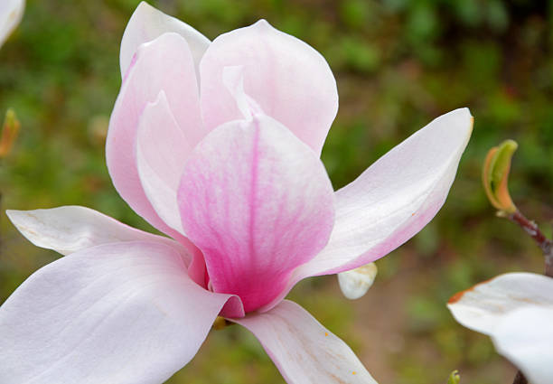 Enchanting Flower  Magnolia soulangeana