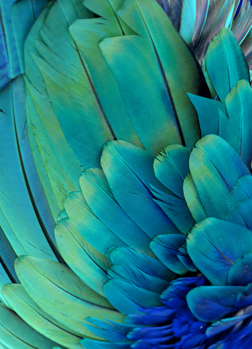 Macro photograph of a macaw's feathers (blue and green)