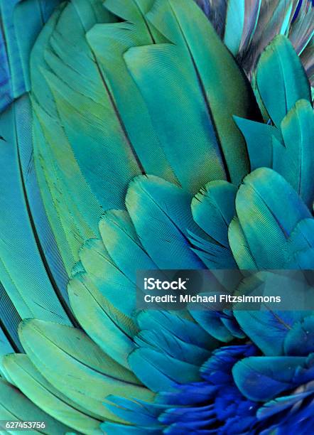 Macaw Feathers Stock Photo - Download Image Now - Feather, Textured, Green Color