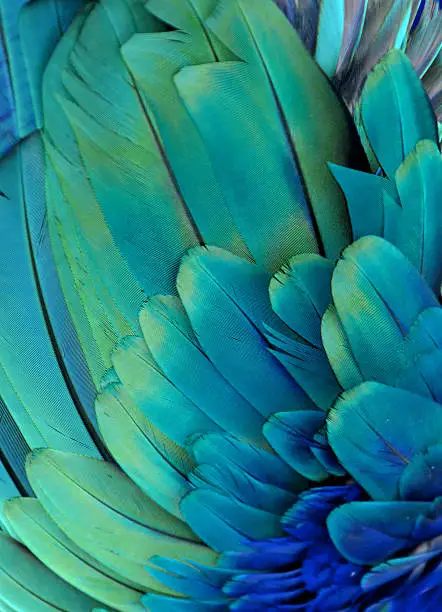 Photo of Macaw Feathers (Green/Blue)