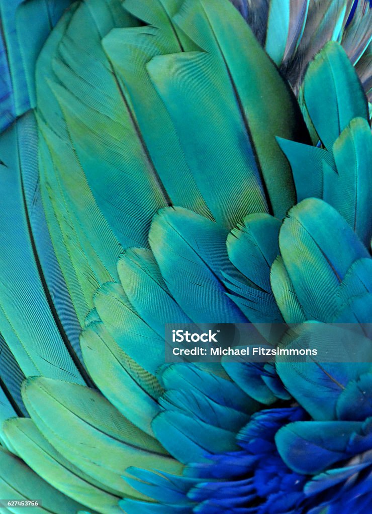 Macaw Feathers (Green/Blue) - Royaltyfri Fjäder Bildbanksbilder